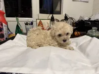 Gia’S white girl, a female Maltipoo for sale in Carlton, GA – 3 of 5