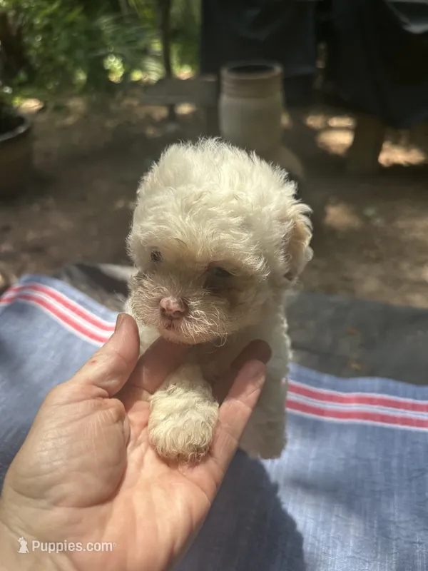 Gina’s white girl – Maltipoo puppy for sale in Carlton, GA