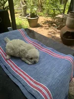 Beauty’s white boy, a male Maltipoo for sale in Carlton, GA – 6 of 6