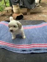 Ginny boy 1, a male Maltipoo for sale in Carlton, GA – 1 of 6
