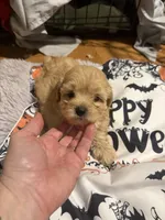 Gingers Tan Girl, a female Maltipoo for sale in Carlton, GA – 4 of 7