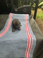 Beauty grey girl, a female Maltipoo for sale in Carlton, GA – 6 of 6