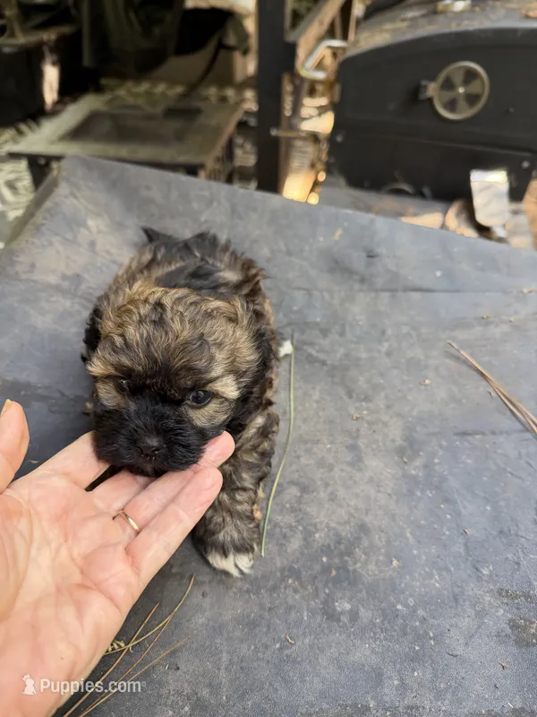 Gypsies, black and brown  boy – Maltipoo puppy for sale in Carlton, GA