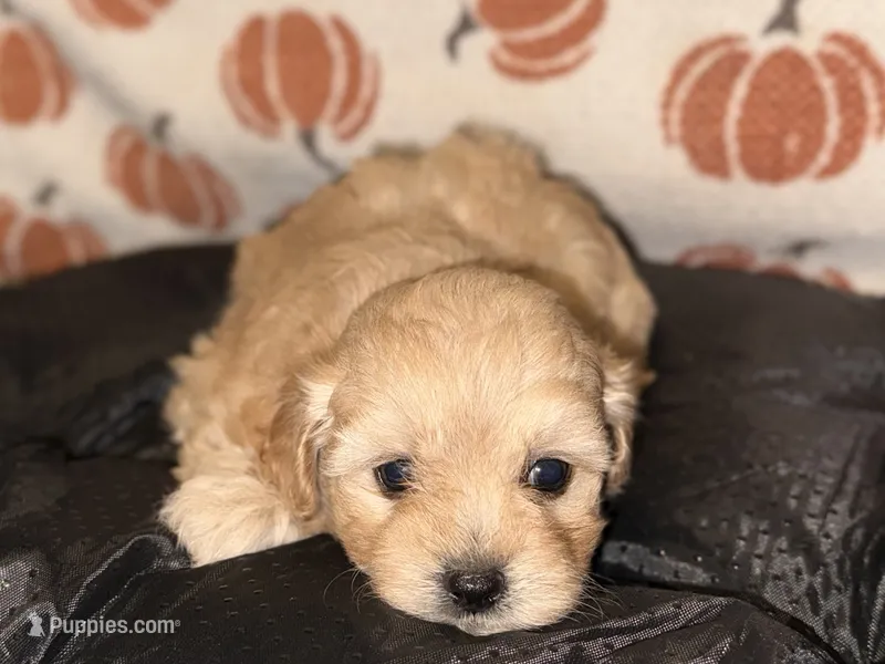 Gingers Tan Girl – Maltipoo puppy for sale in Carlton, GA