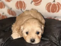 Gingers Tan Girl, a female Maltipoo for sale in Carlton, GA – 1 of 7