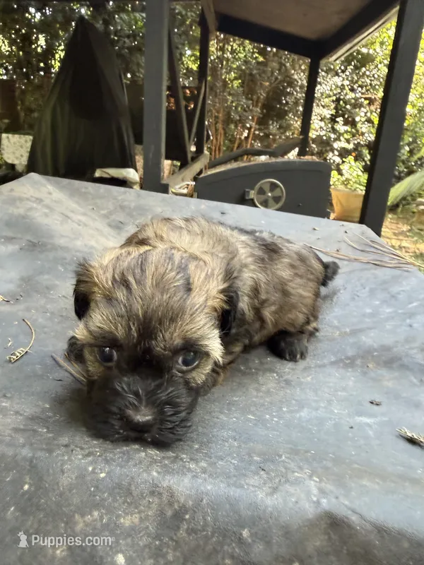Gypsies, black and brown girl – Maltipoo puppy for sale in Carlton, GA