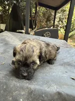 Gypsies, black and brown girl, a female Maltipoo for sale in Carlton, GA – 1 of 6