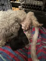 Gabbys girl 1, a female Maltipoo for sale in Carlton, GA – 2 of 6