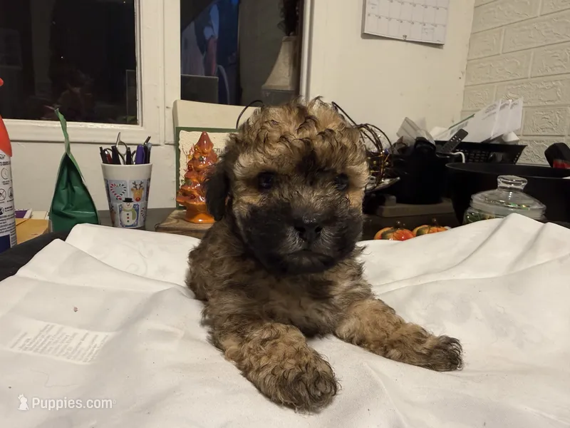 Gia’ Brown/Black Boy – Maltipoo puppy for sale in Carlton, GA
