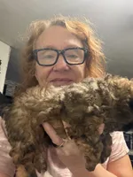 Georgia’s Boy, a male Maltipoo for sale in Carlton, GA – 4 of 6