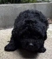 Gabbys girl 1, a female Maltipoo for sale in Carlton, GA – 4 of 6
