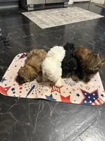Gina’s brown/ black girl, a female Maltipoo for sale in Carlton, GA – 2 of 6