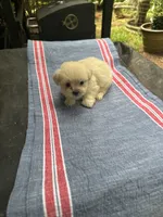 Beauty white girl, a female Maltipoo for sale in Carlton, GA – 6 of 7