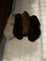 Gina’s white girl, a female Maltipoo for sale in Carlton, GA – 4 of 7