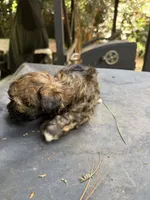 Gypsies, black and brown  boy, a male Maltipoo for sale in Carlton, GA – 8 of 8