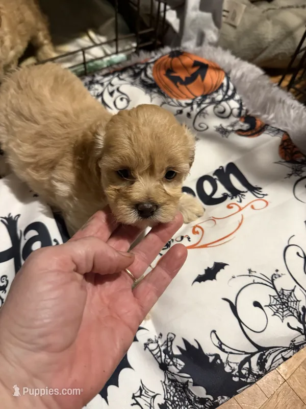 Gingers Tan Boy – Maltipoo puppy for sale in Carlton, GA