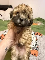 Gia’ Brown/Black Boy, a male Maltipoo for sale in Carlton, GA – 7 of 7