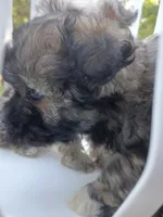 Dotties Black/ cooper girl, a female Maltipoo for sale in Carlton, GA – 2 of 6