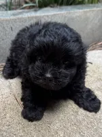 Gabbys girl 2, a female Maltipoo for sale in Carlton, GA – 1 of 5