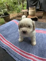 Ginny boy 1, a male Maltipoo for sale in Carlton, GA – 5 of 6