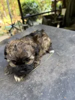 Gypsies, black and brown  boy, a male Maltipoo for sale in Carlton, GA – 3 of 8