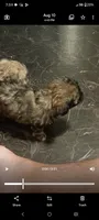 Dotties Black/ cooper girl, a female Maltipoo for sale in Carlton, GA – 6 of 6