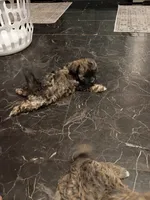 Dotties Black/ cooper girl, a female Maltipoo for sale in Carlton, GA – 4 of 6