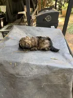 Gypsies, black and brown  boy, a male Maltipoo for sale in Carlton, GA – 6 of 8