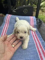 Ginny boy 1, a male Maltipoo for sale in Carlton, GA – 4 of 6