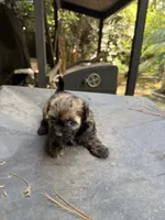Gypsies, black and brown girl, a female Maltipoo for sale in Carlton, GA – 4 of 6