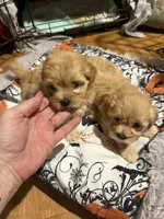 Gingers Tan Girl, a female Maltipoo for sale in Carlton, GA – 6 of 7