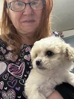 Boy 2, a male Maltipoo for sale in Carlton, GA – Photo 3 of 7