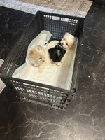 Boy 2, a male Maltipoo for sale in Carlton, GA – Photo 6 of 7