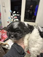 Boy 2, a male Maltipoo for sale in Carlton, GA – Photo 2 of 7