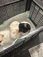 Boy 2, a male Maltipoo for sale in Carlton, GA – Photo 1 of 7