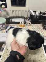 Boy 2, a male Maltipoo for sale in Carlton, GA – Photo 4 of 7