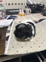 Boy 2, a male Maltipoo for sale in Carlton, GA – Photo 5 of 7