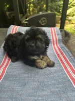 Beauty’s black boy, a male Maltipoo for sale in Carlton, GA – 6 of 6