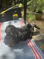 Gina’s brown/ black girl, a female Maltipoo for sale in Carlton, GA – 6 of 6