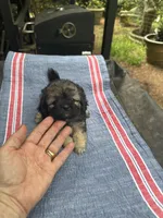 Beauty black/brown girl, a female Maltipoo for sale in Carlton, GA – 2 of 5