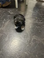 Georgia Boy 2, a male Maltipoo for sale in Carlton, GA – Photo 3 of 7