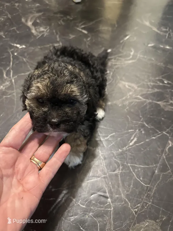 Georgia Boy 2 – Maltipoo puppy on hold in Carlton, GA
