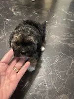 Georgia Boy 2, a male Maltipoo for sale in Carlton, GA – Photo 1 of 7