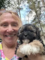 Georgia Boy 2, a male Maltipoo for sale in Carlton, GA – Photo 6 of 7
