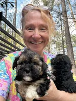 Georgia Boy 2, a male Maltipoo for sale in Carlton, GA – Photo 7 of 7