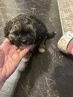 Georgia Boy 2, a male Maltipoo for sale in Carlton, GA – Photo 2 of 7