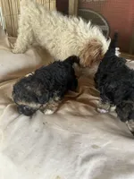Georgia Boy 2, a male Maltipoo for sale in Carlton, GA – Photo 5 of 7