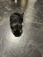 Georgia Boy 2, a male Maltipoo for sale in Carlton, GA – Photo 4 of 7