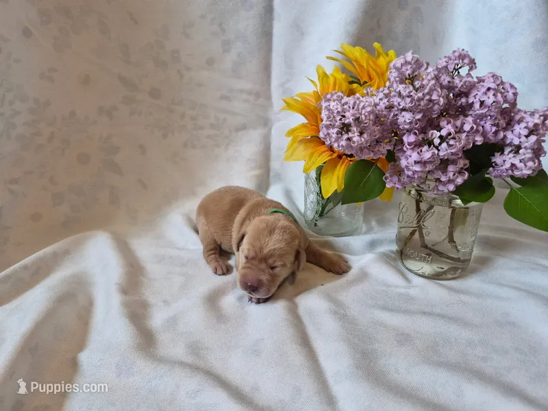 Yogi Bear – Labrador Retriever puppy for sale in Bemidji, MN
