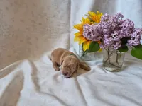 Yogi Bear, a male Labrador Retriever for sale in Bemidji, MN – 1 of 1